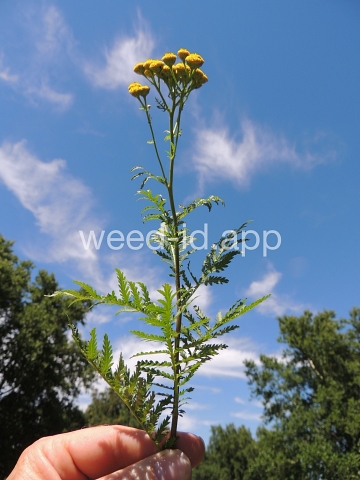 tansy, common